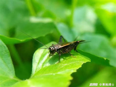 房間有蟋蟀|3种方法来消灭屋内的蟋蟀